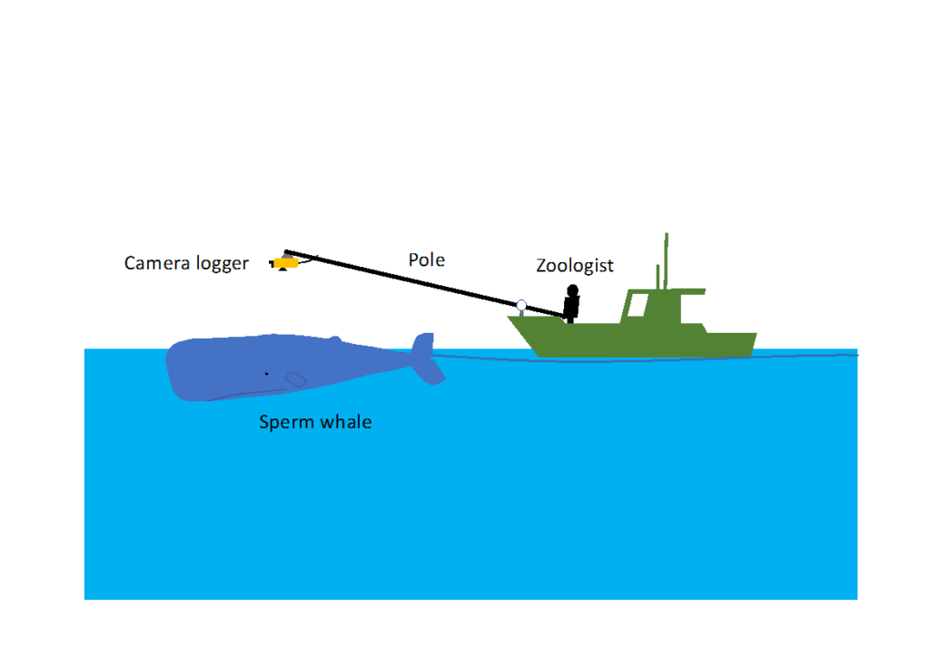従来のクジラの生態調査